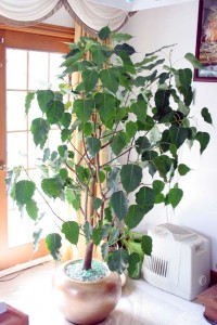 Bodhi tree inside the temple shortly before the procession.